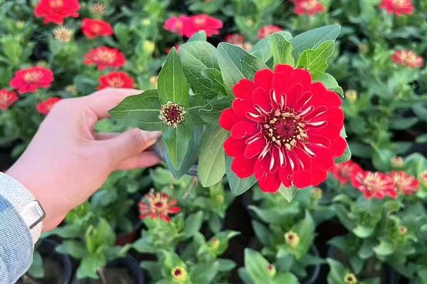 百日草什么时候开花，花期在6-9月份