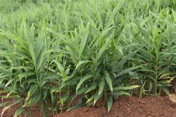 南方生姜的高产种植技术，可以使用肥沃疏松的沙质土壤