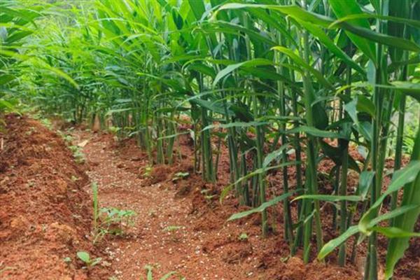 南方生姜的高产种植技术，可以使用肥沃疏松的沙质土壤