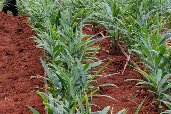 南方生姜的高产种植技术，可以使用肥沃疏松的沙质土壤