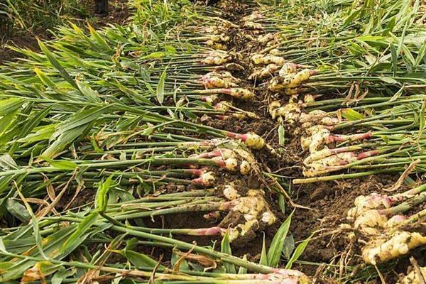 南方生姜的高产种植技术，可以使用肥沃疏松的沙质土壤