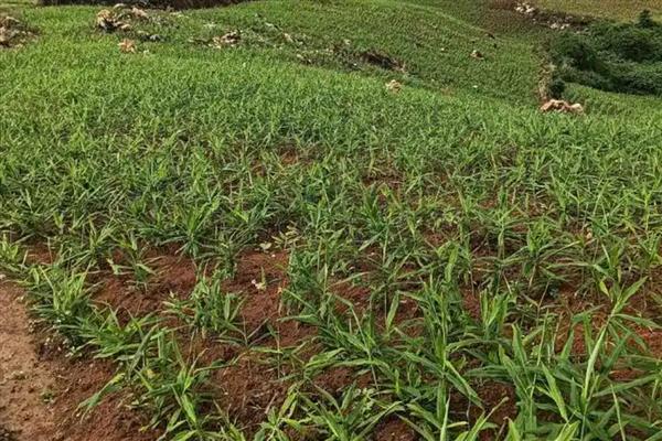 南方生姜的高产种植技术，可以使用肥沃疏松的沙质土壤