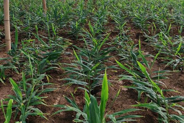 南方生姜的高产种植技术，可以使用肥沃疏松的沙质土壤