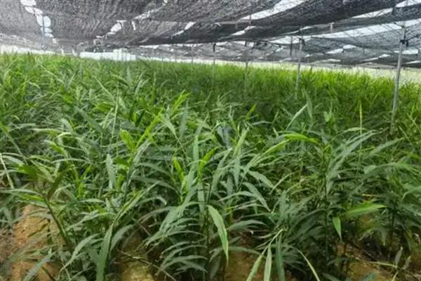 南方生姜的高产种植技术，可以使用肥沃疏松的沙质土壤