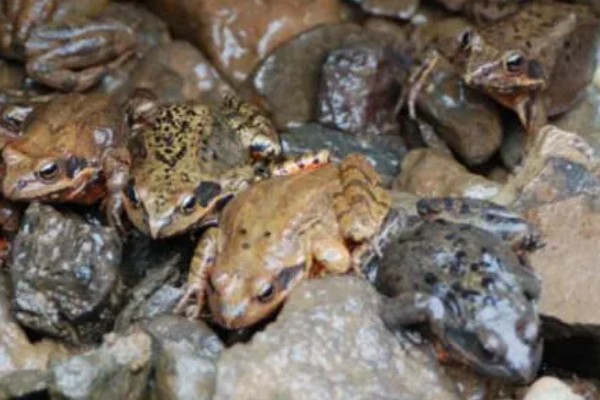 林蛙是不是癞蛤蟆，林蛙不是癞蛤蟆