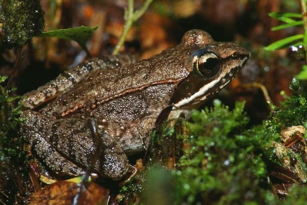 林蛙是不是癞蛤蟆，林蛙不是癞蛤蟆