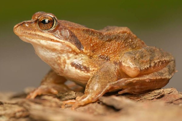 林蛙是不是癞蛤蟆，林蛙不是癞蛤蟆