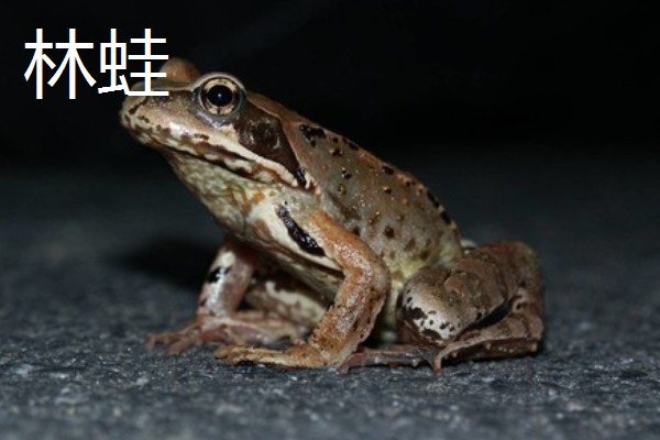 林蛙是不是癞蛤蟆，林蛙不是癞蛤蟆