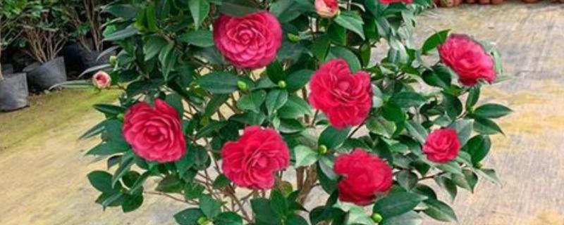 四季茶花用哪种肥料好，推荐氮肥、磷钾肥等