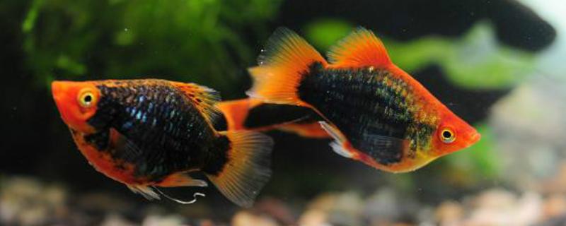 黑月光鱼好不好养，饲养难度不高