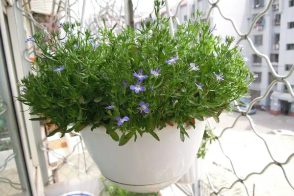 半边莲在阳台上怎么养殖，生长初期要追施氮肥