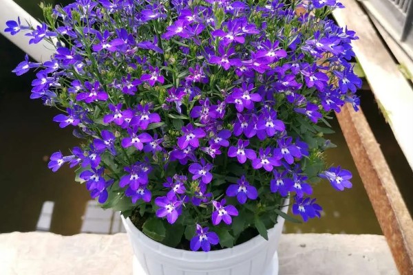 半边莲在阳台上怎么养殖，生长初期要追施氮肥