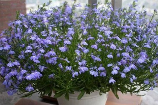 半边莲在阳台上怎么养殖，生长初期要追施氮肥