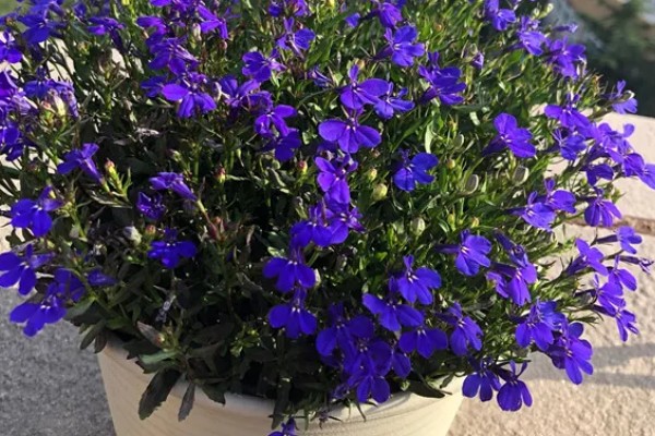 半边莲在阳台上怎么养殖，生长初期要追施氮肥