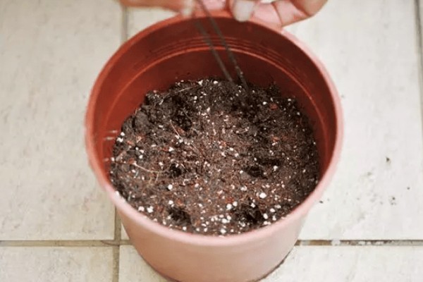 半边莲在阳台上怎么养殖，生长初期要追施氮肥