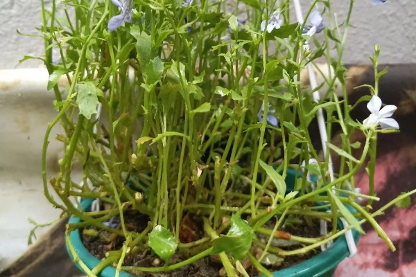 半边莲在阳台上怎么养殖，生长初期要追施氮肥