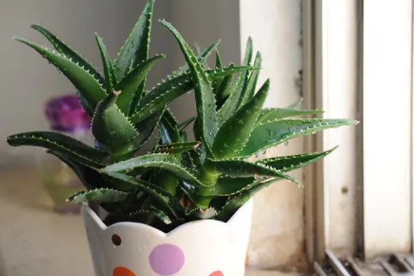 芦荟怕不怕冷，芦荟冬天怕冷