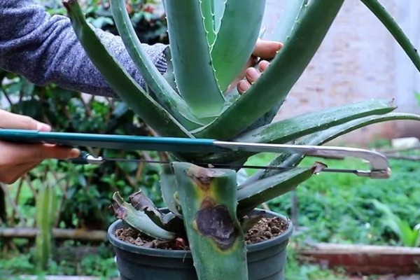 芦荟怕不怕冷，芦荟冬天怕冷