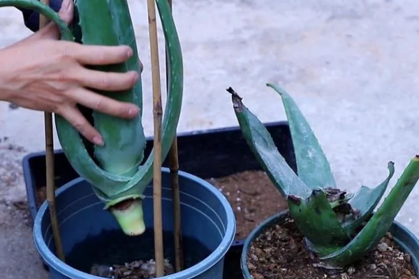 芦荟怕不怕冷，芦荟冬天怕冷