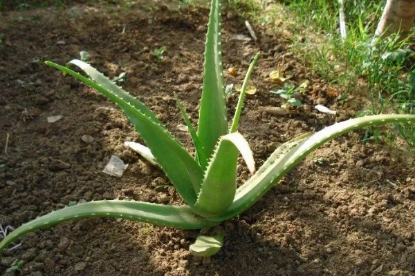 芦荟怕不怕冷，芦荟冬天怕冷