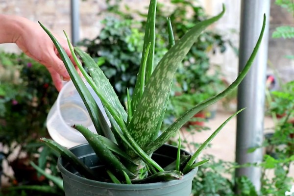 芦荟怕不怕冷，芦荟冬天怕冷