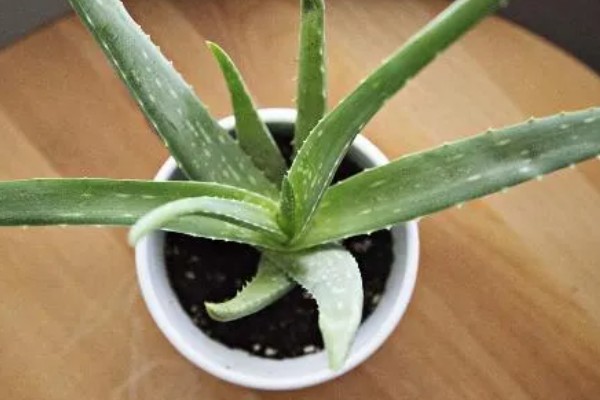 芦荟怕不怕冷，芦荟冬天怕冷