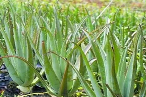 芦荟怕不怕冷，芦荟冬天怕冷