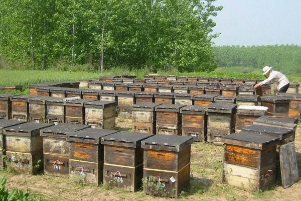 蜜蜂如何养殖，要选择适应本地环境的本地蜂种