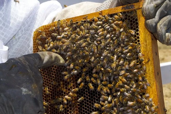 蜜蜂如何养殖，要选择适应本地环境的本地蜂种