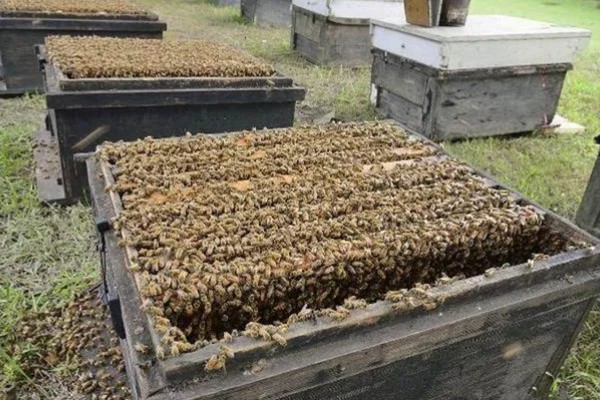 蜜蜂如何养殖，要选择适应本地环境的本地蜂种