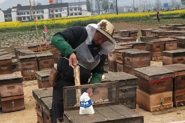 蜜蜂如何养殖，要选择适应本地环境的本地蜂种