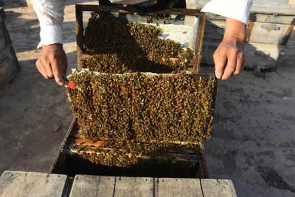 蜜蜂如何养殖，要选择适应本地环境的本地蜂种