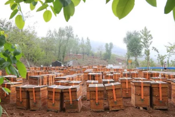 蜜蜂如何养殖，要选择适应本地环境的本地蜂种