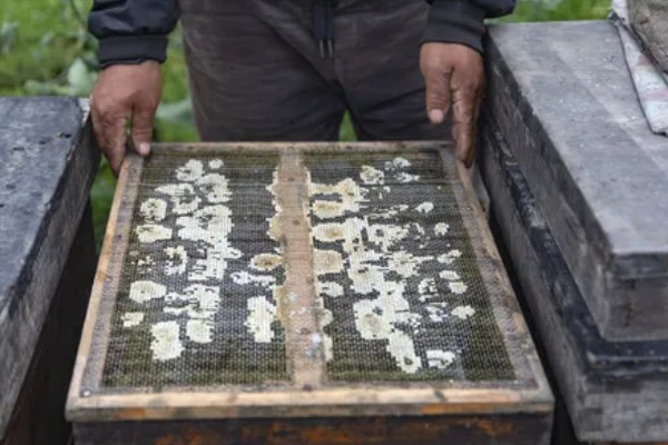 蜜蜂如何养殖，要选择适应本地环境的本地蜂种