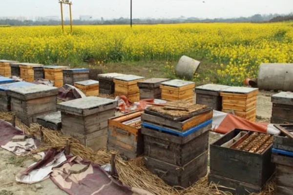蜜蜂如何养殖，要选择适应本地环境的本地蜂种