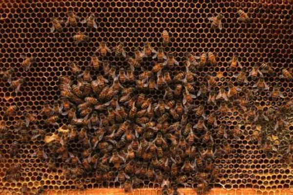 蜜蜂如何养殖，要选择适应本地环境的本地蜂种