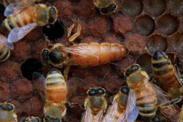 蜜蜂如何养殖，要选择适应本地环境的本地蜂种