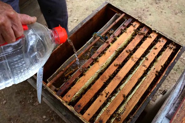 蜜蜂如何养殖，要选择适应本地环境的本地蜂种