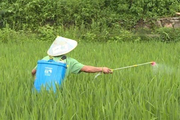 水稻田封闭药打完就下雨怎么办，雨量较大需重新喷施不同种类的除草剂
