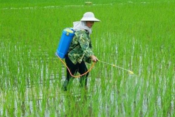 水稻田封闭药打完就下雨怎么办，雨量较大需重新喷施不同种类的除草剂