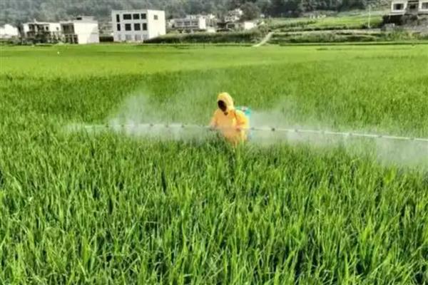 水稻田封闭药打完就下雨怎么办，雨量较大需重新喷施不同种类的除草剂