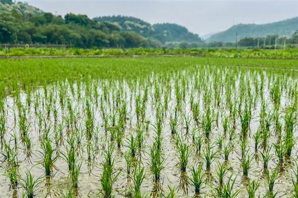 水稻田封闭药打完就下雨怎么办，雨量较大需重新喷施不同种类的除草剂