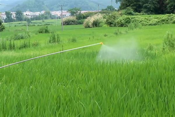 水稻田封闭药打完就下雨怎么办，雨量较大需重新喷施不同种类的除草剂