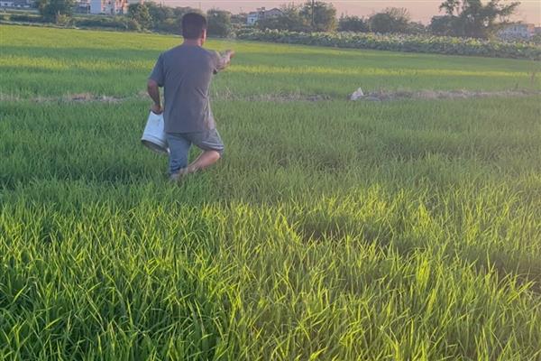 水稻田封闭药打完就下雨怎么办，雨量较大需重新喷施不同种类的除草剂