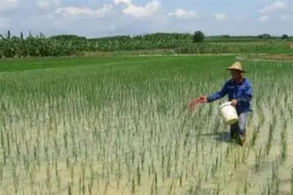水稻田封闭药打完就下雨怎么办，雨量较大需重新喷施不同种类的除草剂