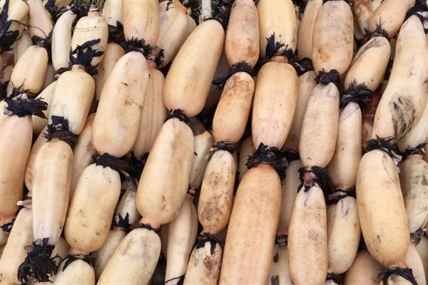 莲藕的挑选方法,新鲜莲藕带有泥土清香