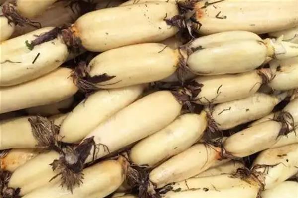 莲藕的挑选方法,新鲜莲藕带有泥土清香