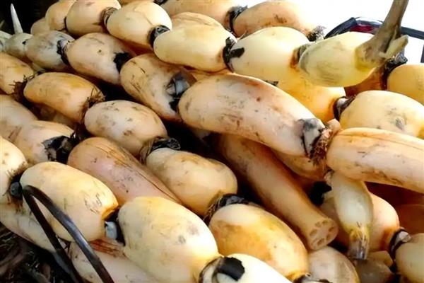 莲藕的挑选方法,新鲜莲藕带有泥土清香