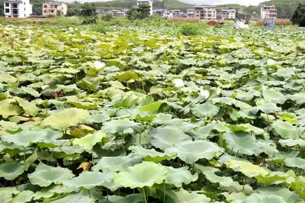 莲藕的挑选方法,新鲜莲藕带有泥土清香