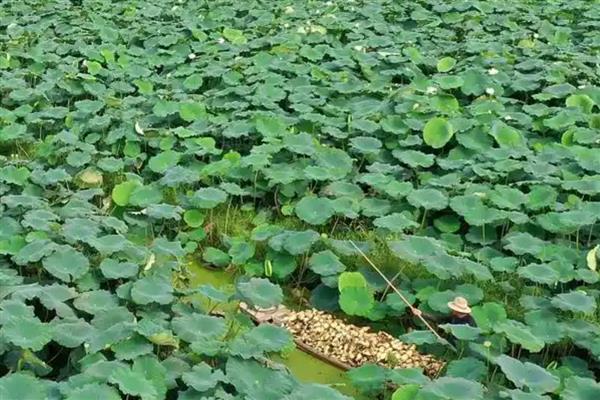 莲藕的挑选方法,新鲜莲藕带有泥土清香